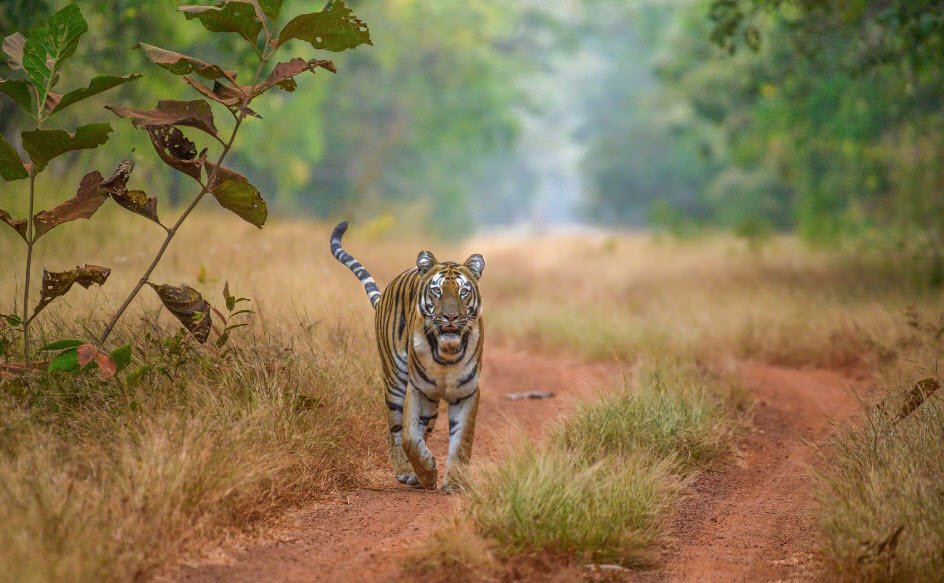 Wan Wildlife Sanctuary, Amravati, Maharashtra - Vushii.com